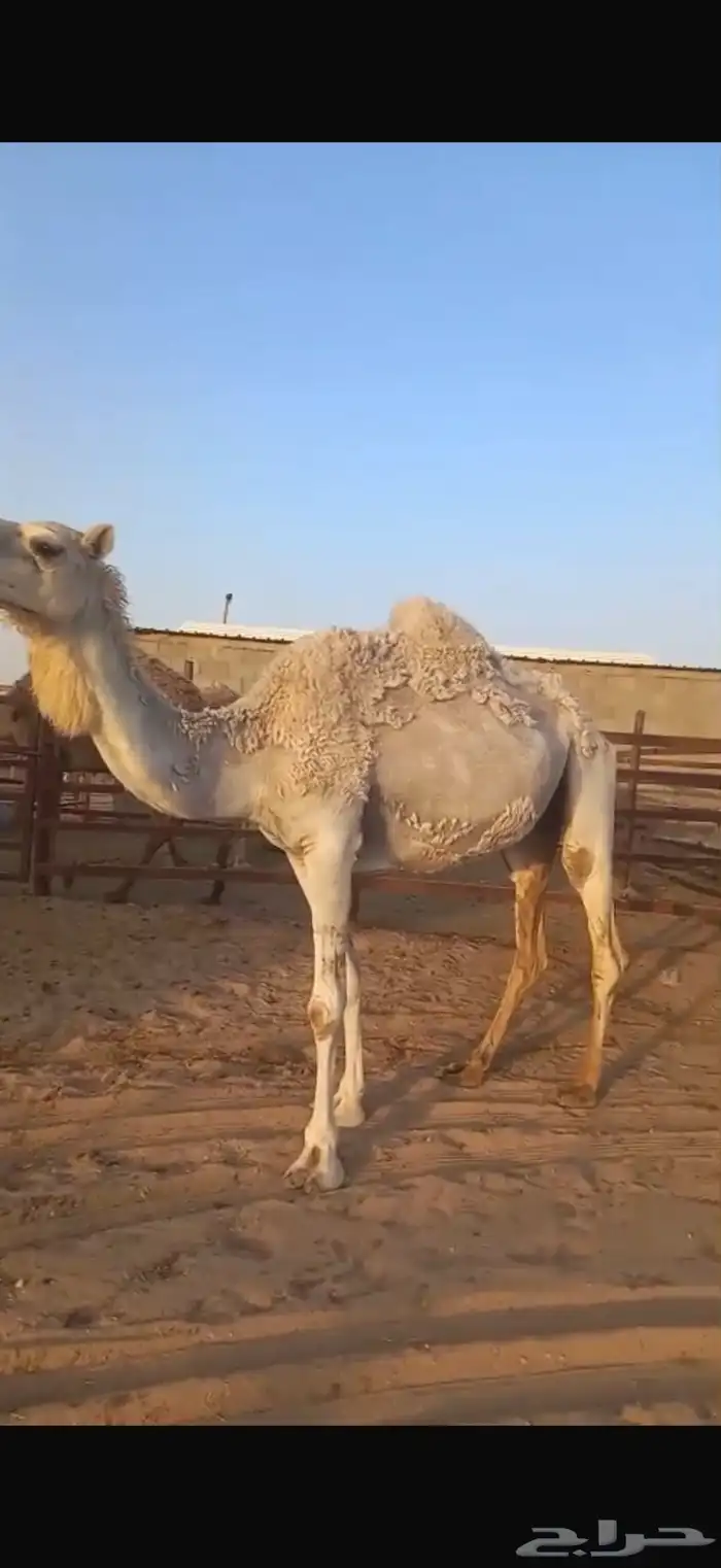 عشراء مبيوع ولدها وضحى 4