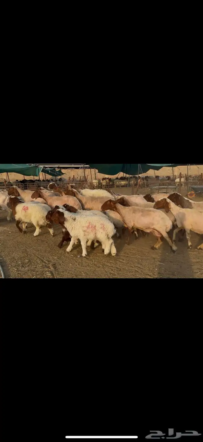 غنم نعيم مطافيل 1