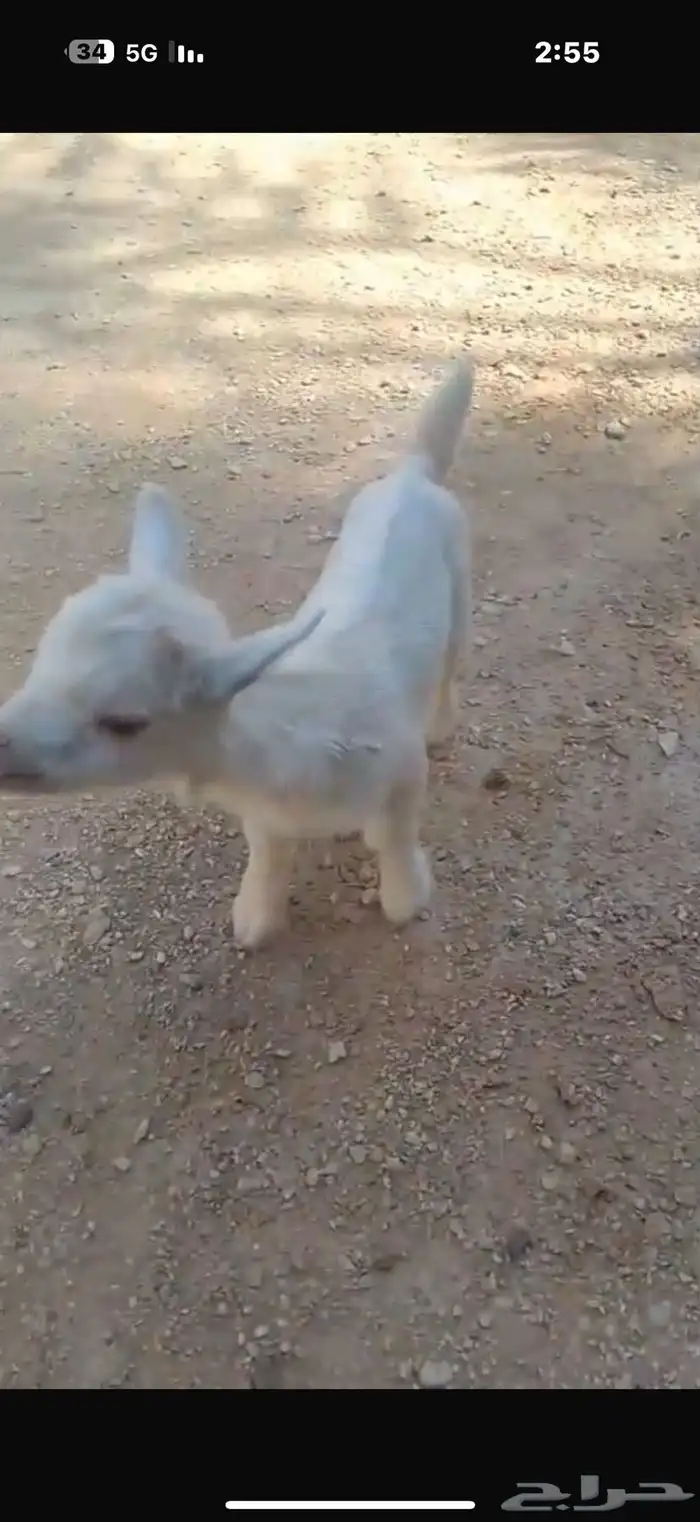 ماعز قزم 2