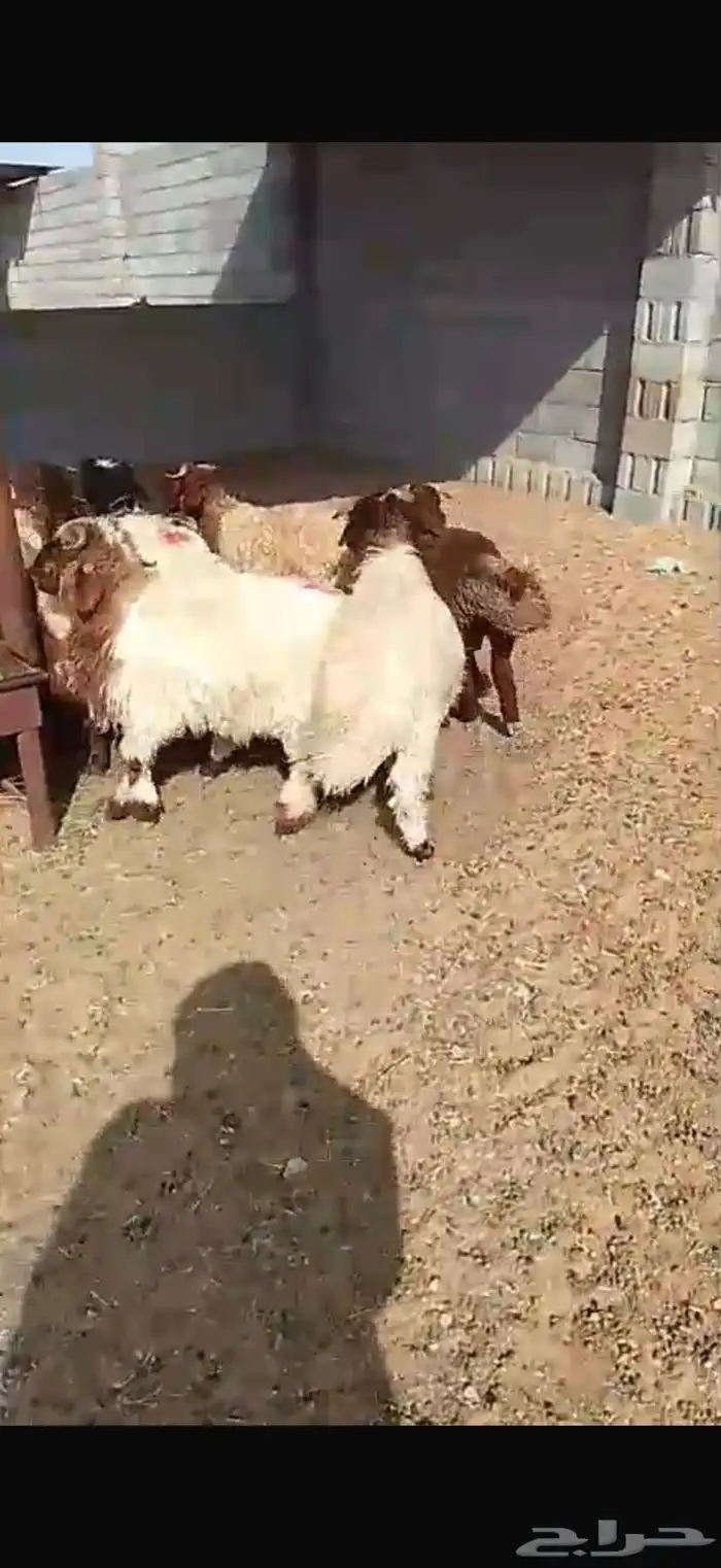 مطلوب بهم نعيم عددمفتوح من 3الي 4 شهور 0