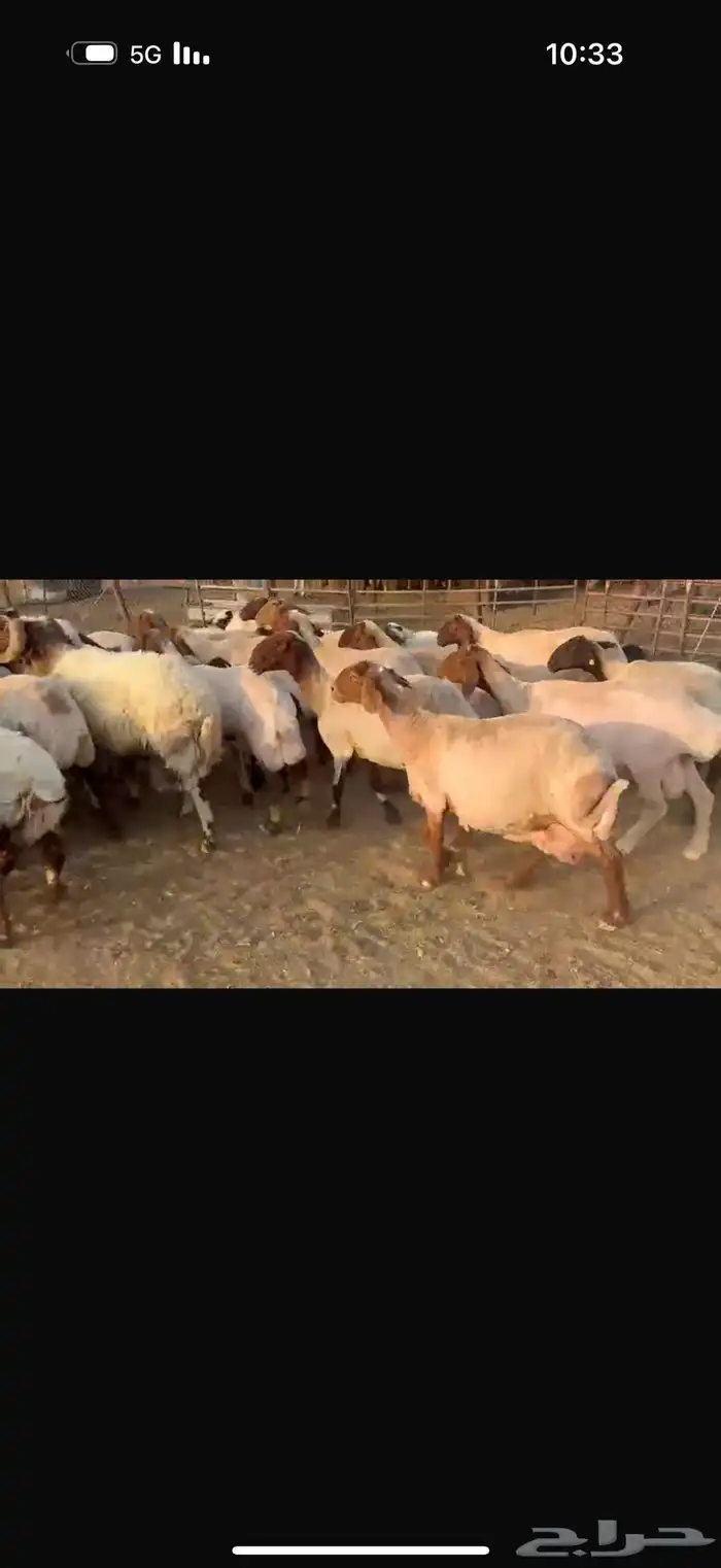 مطافيل نعيم 0
