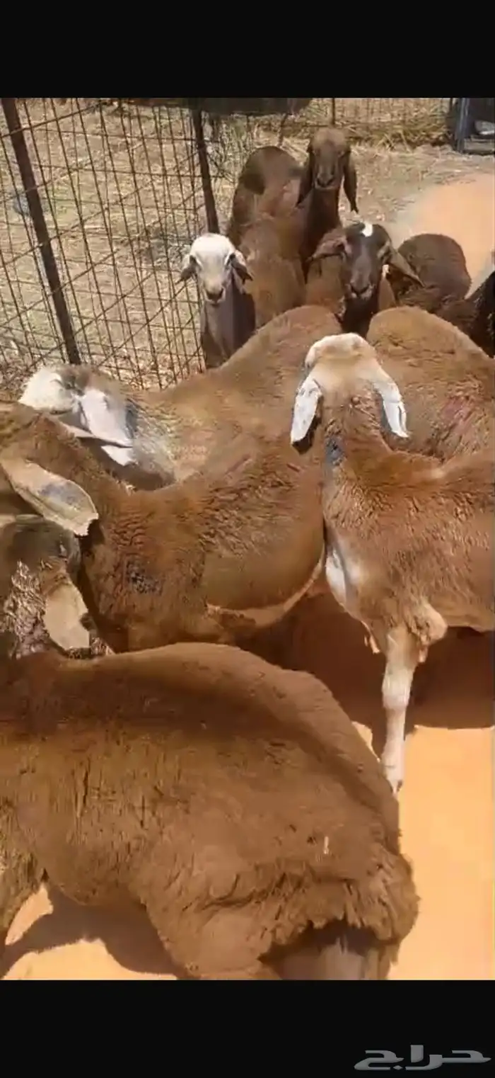 طليان سواكني تربيه جبر للمناسبات و المطابخ باقل الاسعار 2
