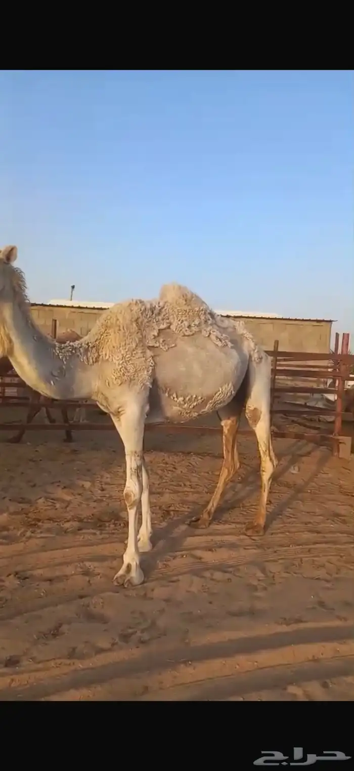 عشراء مبيوع ولدها وضحى 3