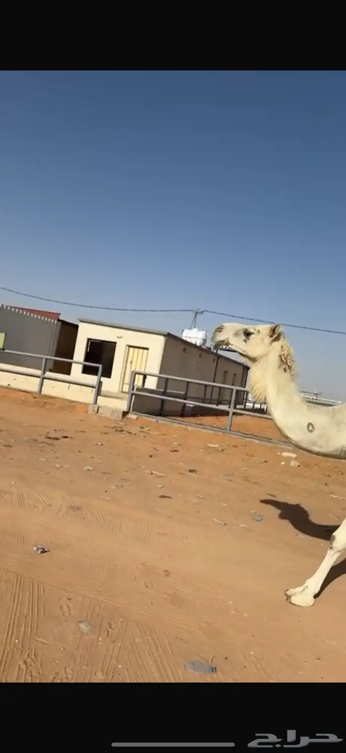 عشراء مبيوع ولدها وضحى 0