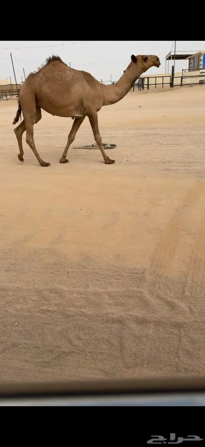 بكره لقيه 0