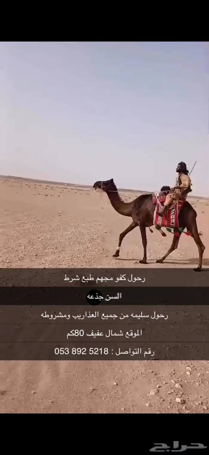 رحول كفو ومشروطه من جميع الذاريب 3