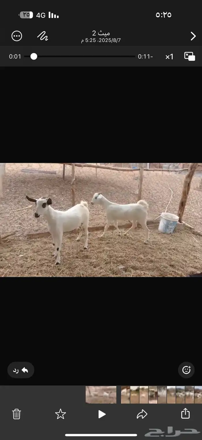 جفار بيشيات مقنى 1