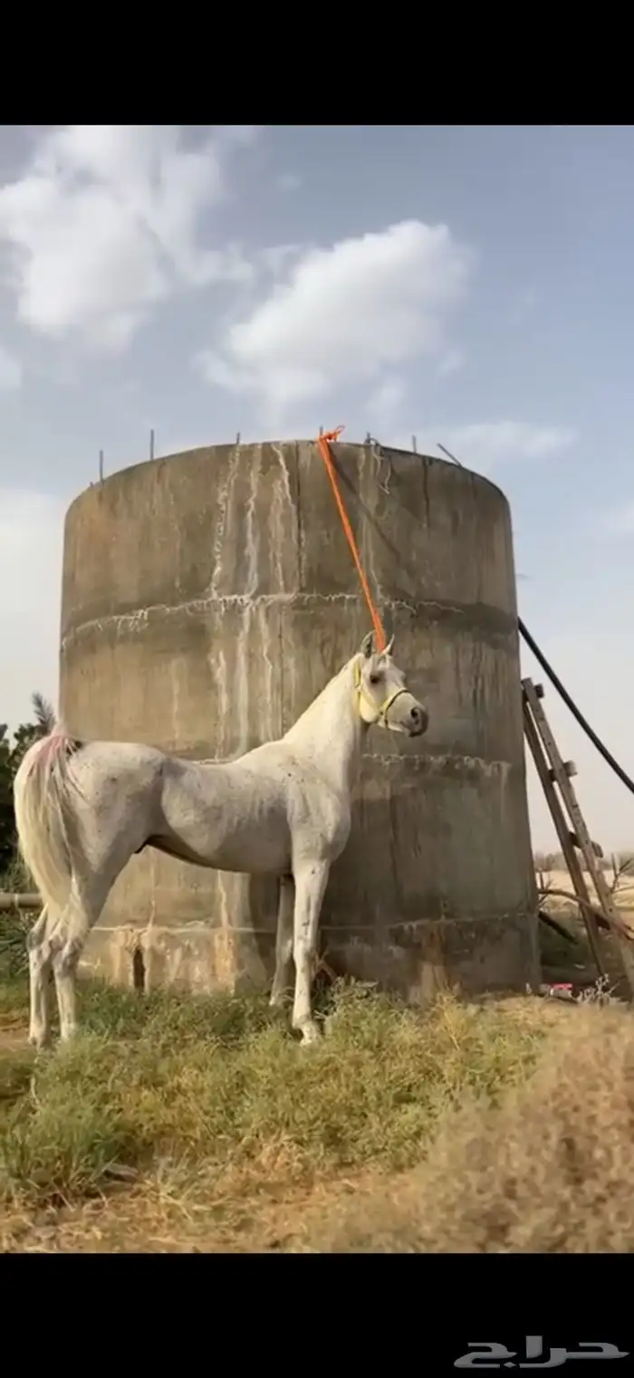 خيل واهو مكس عربي 1