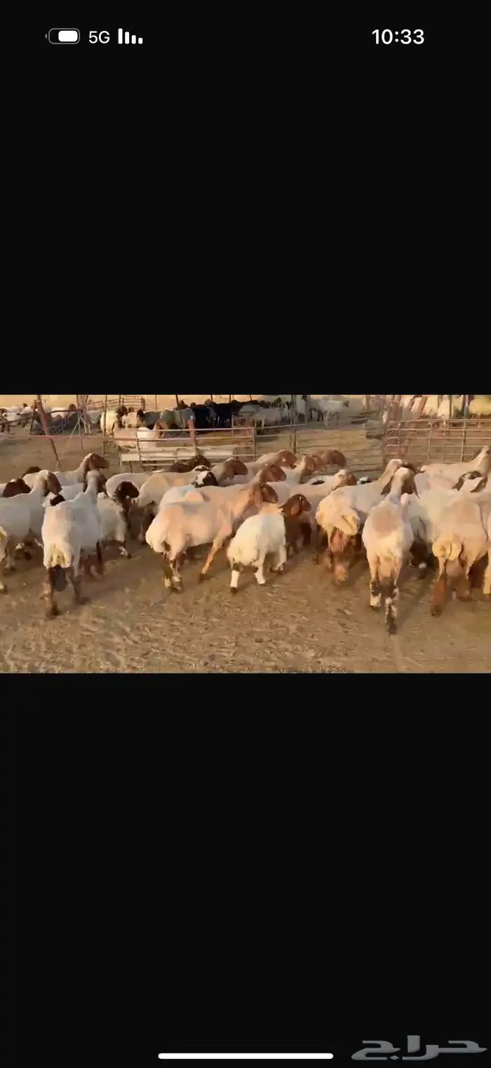 مطافيل نعيم 2