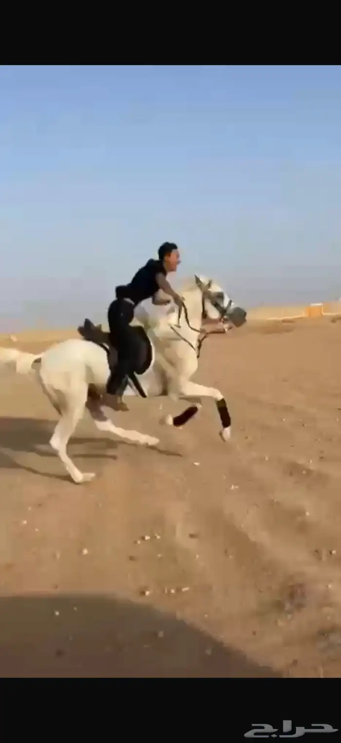 حصان للبيع 2