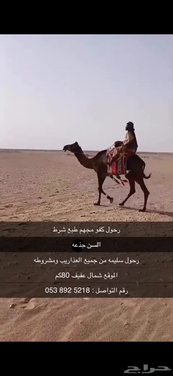 رحول كفو ومشروطه من جميع الذاريب 4