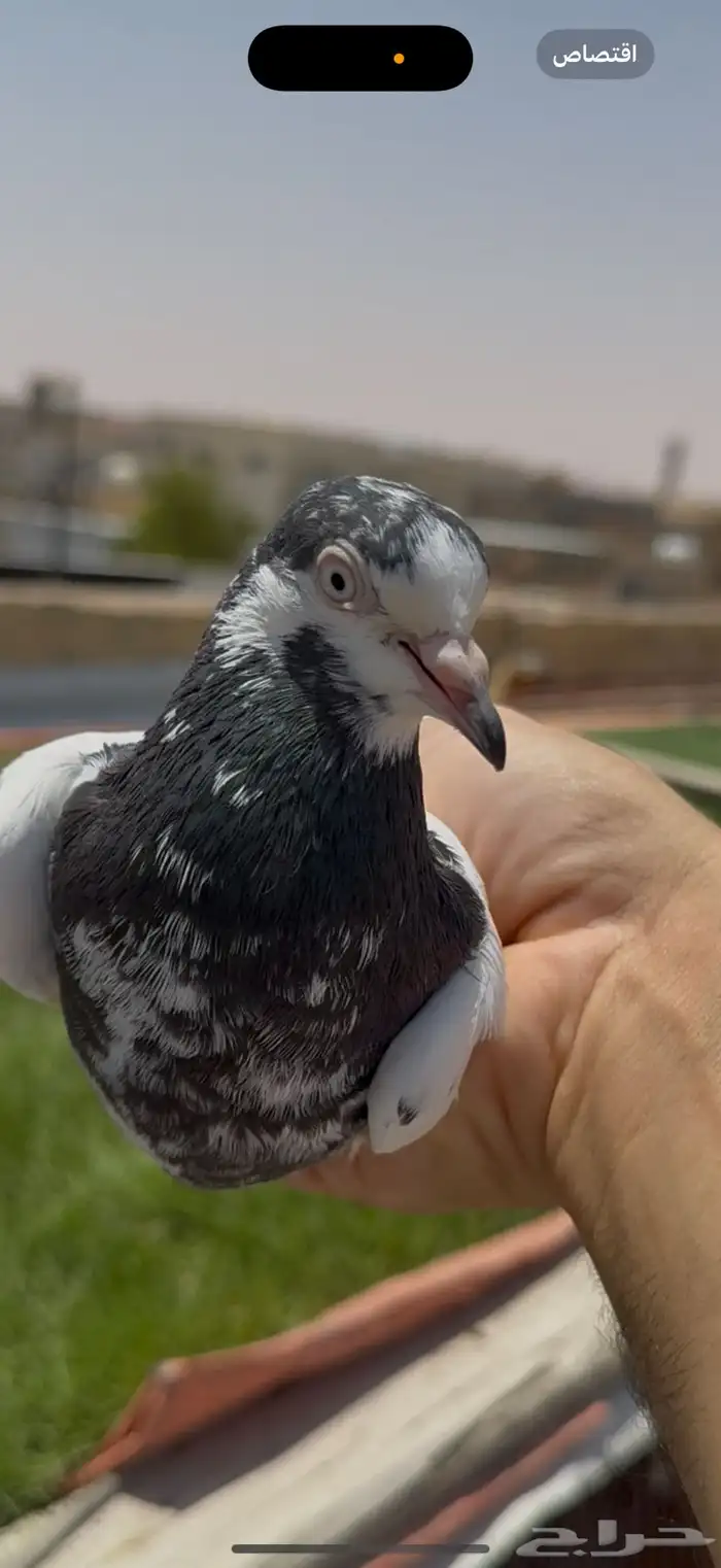 جميع النسول الحمام الباكستاني 1