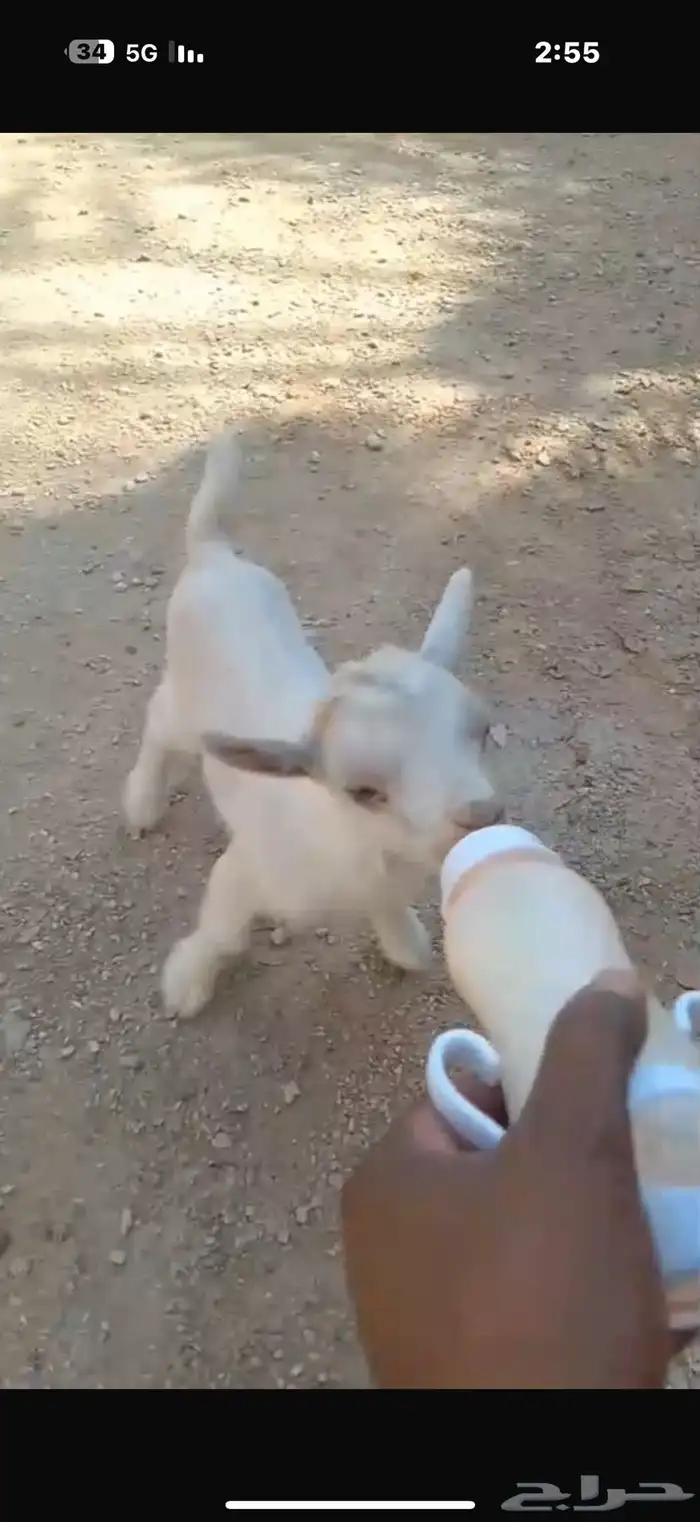 ماعز قزم 5