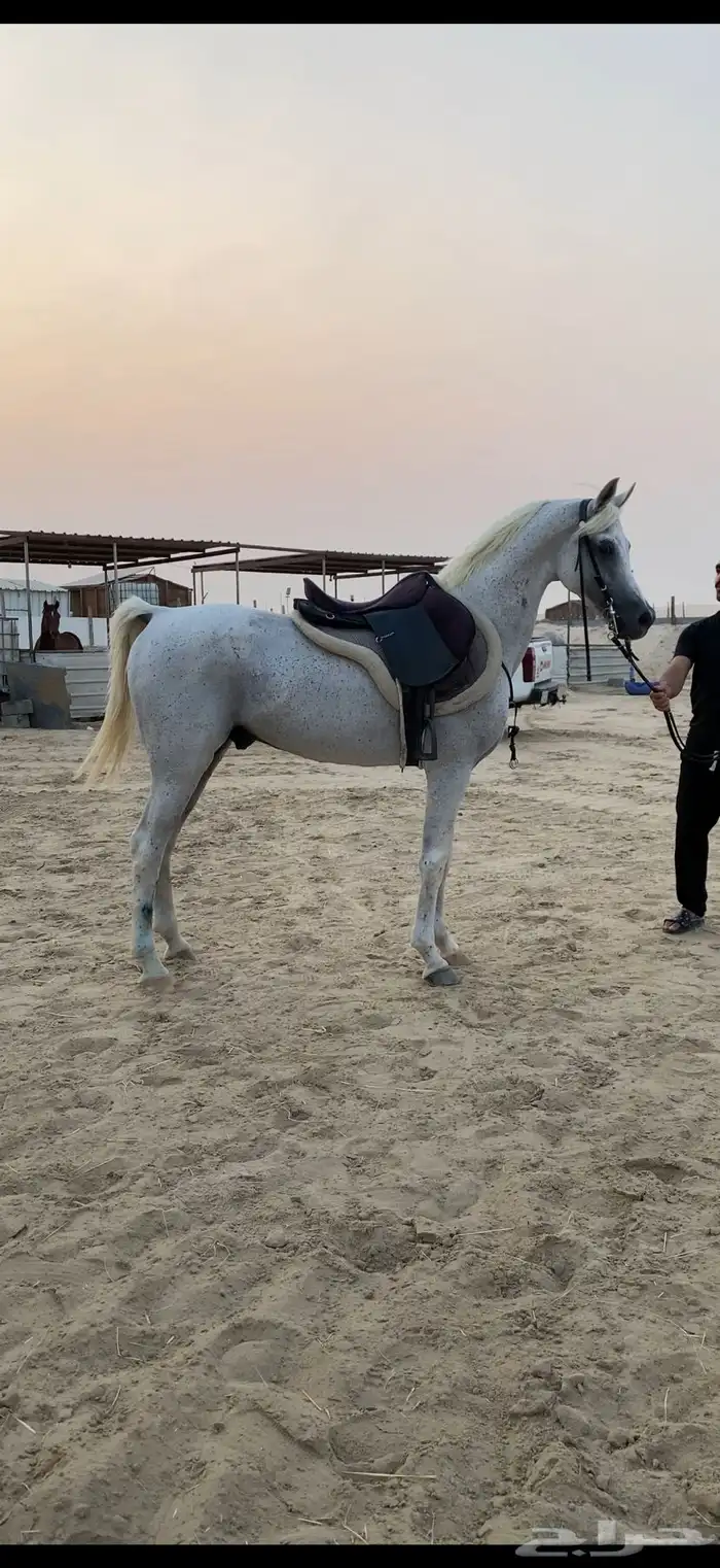 حصان شعبي شيخ 0