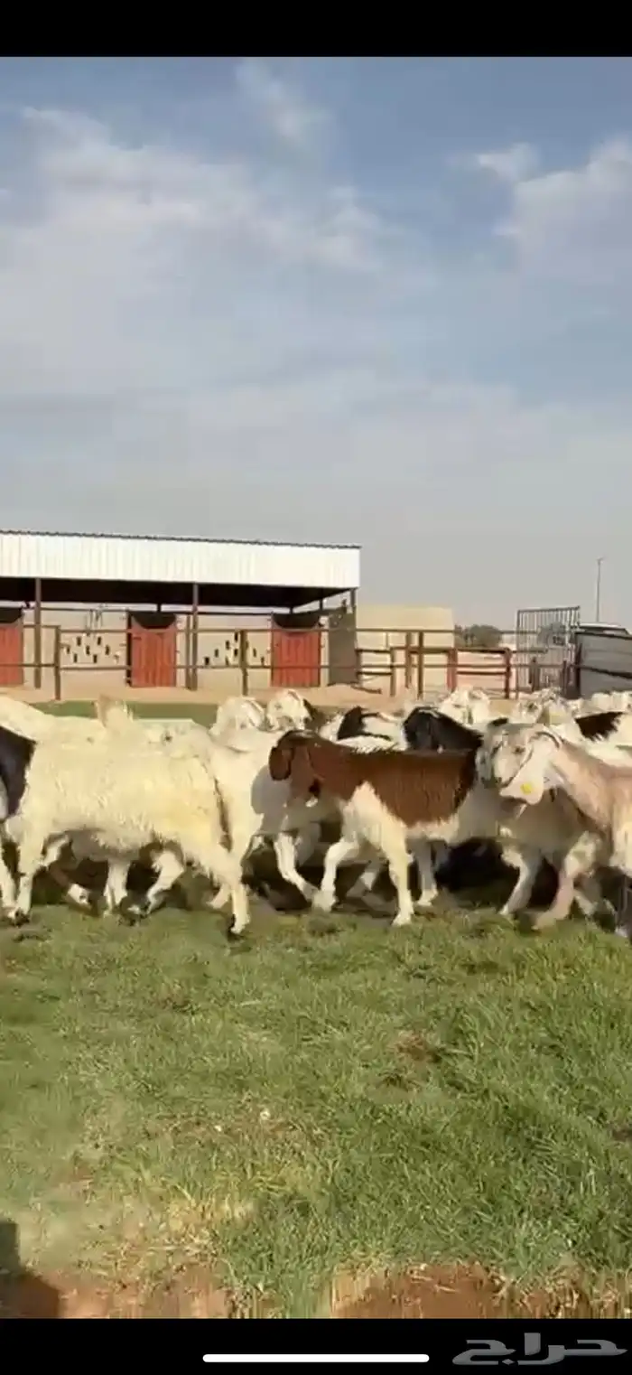 مصريات ومشاريك فاخره 5
