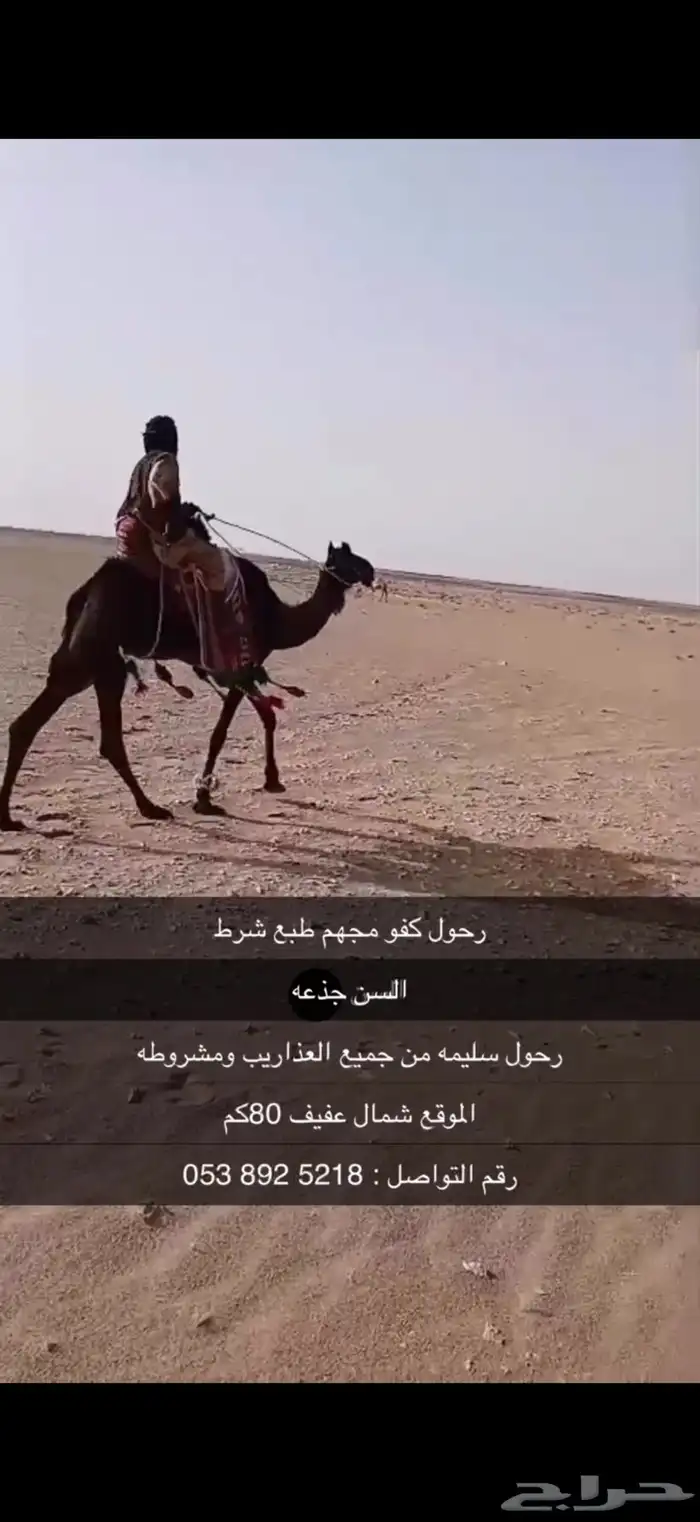 رحول كفو ومشروطه من جميع الذاريب 5