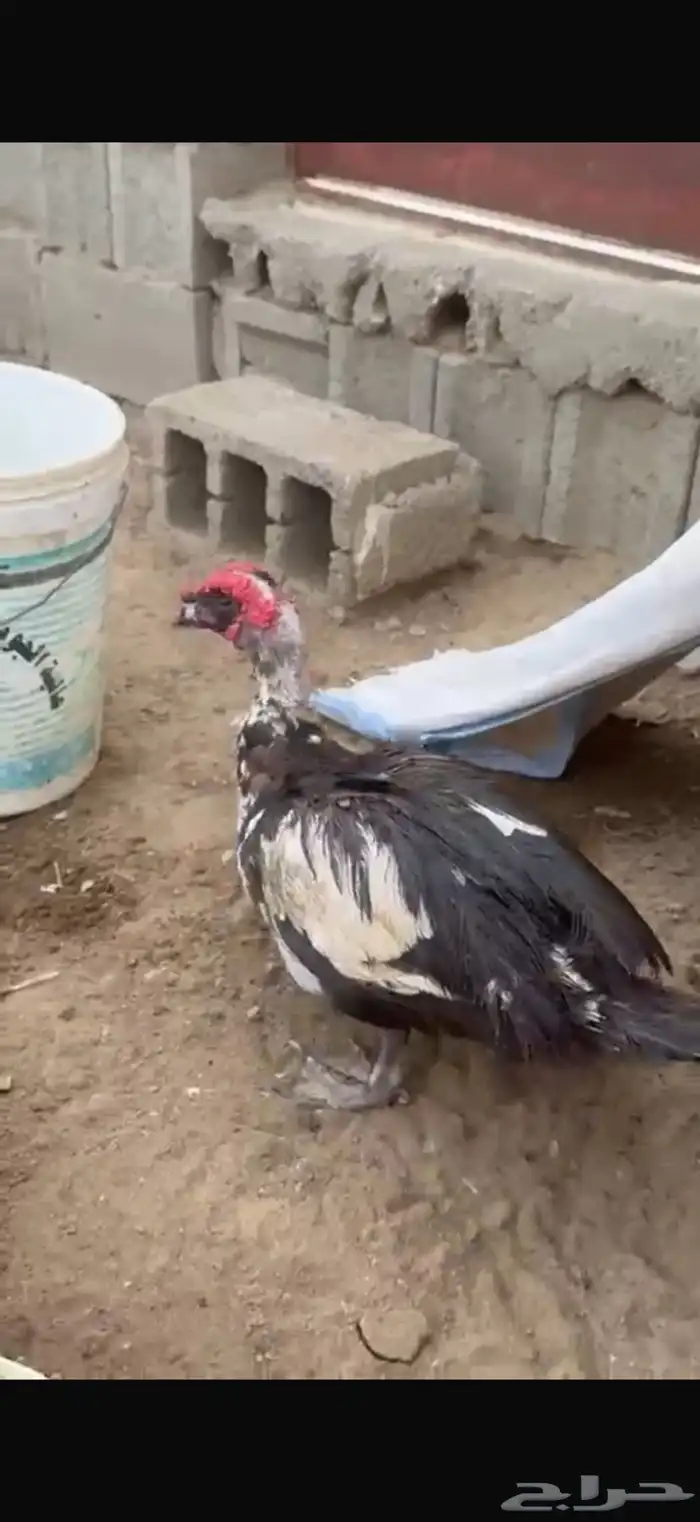 بط شرط تحضين 5