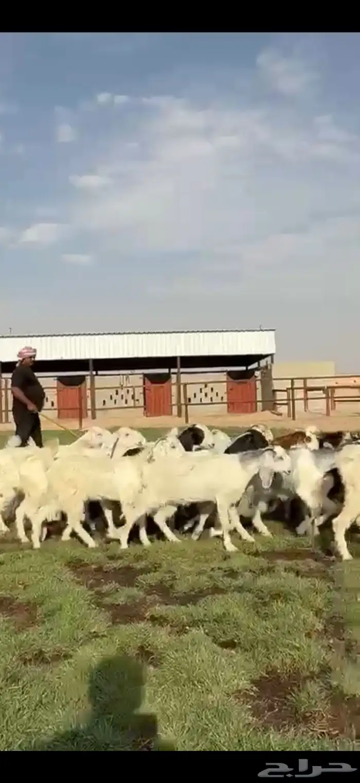 مصريات ومشاريك فاخره 6