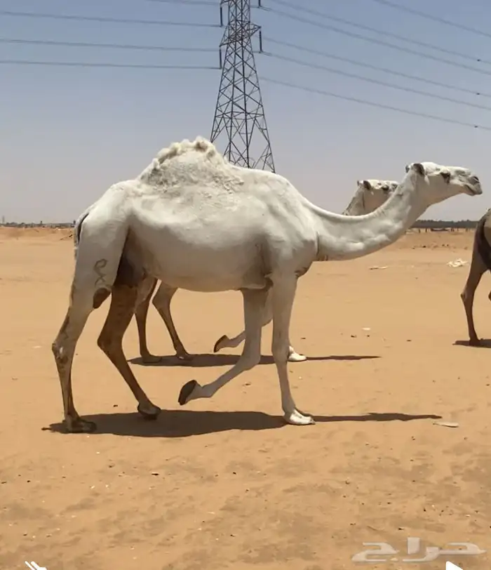 عشرت معها بكره طيبه ولقحه بكر لها 7 شهور 0