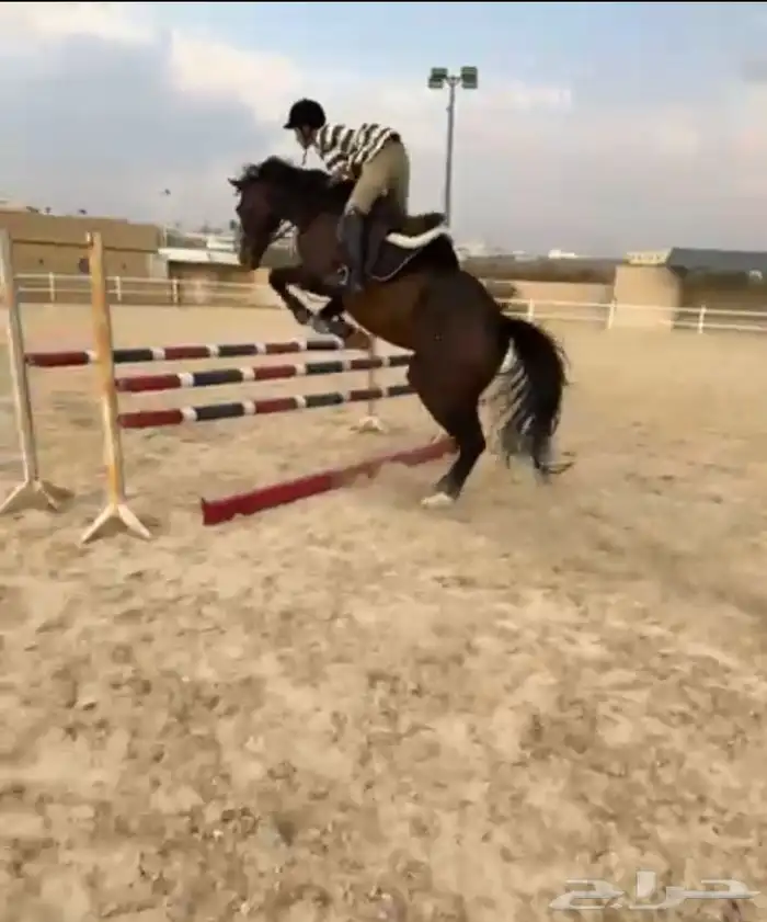 حصان انقليزي قفز 3