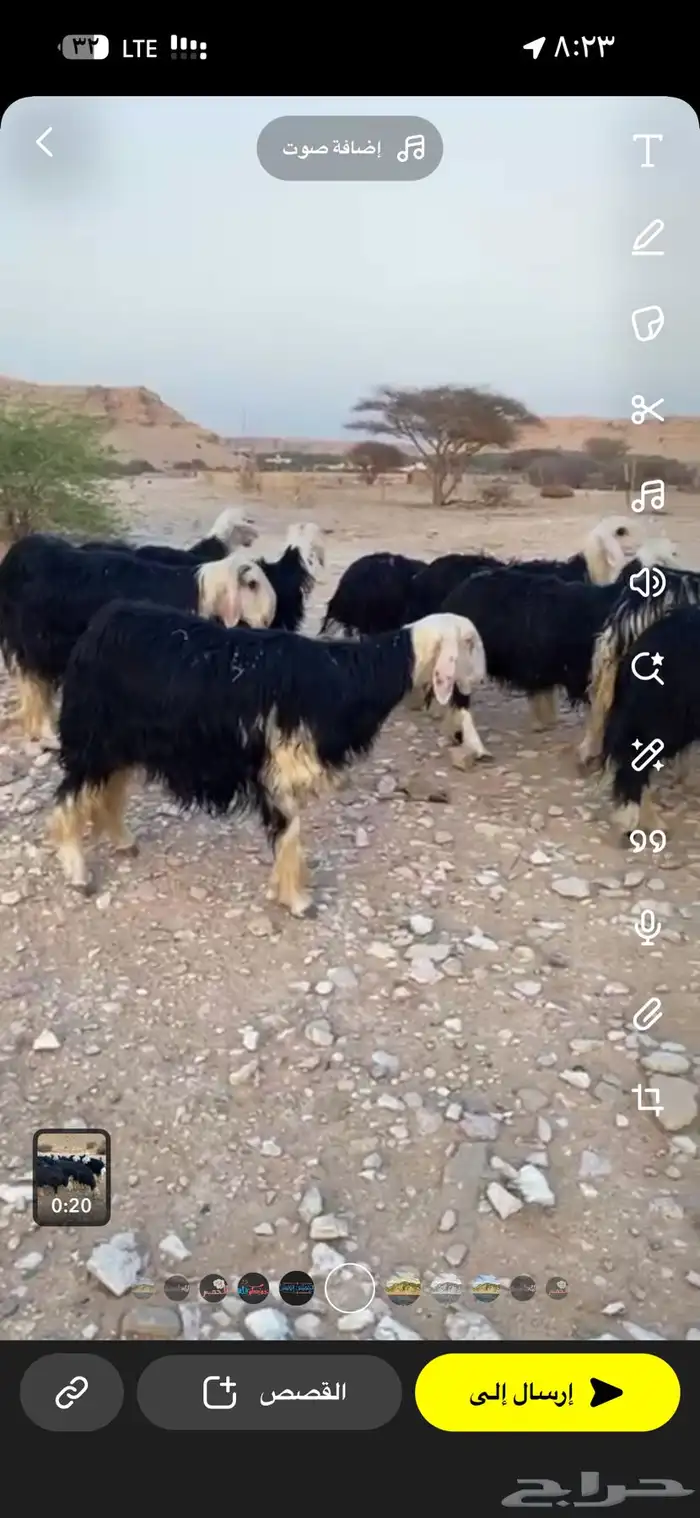 نجد صنف طيبه مراح واحد 28