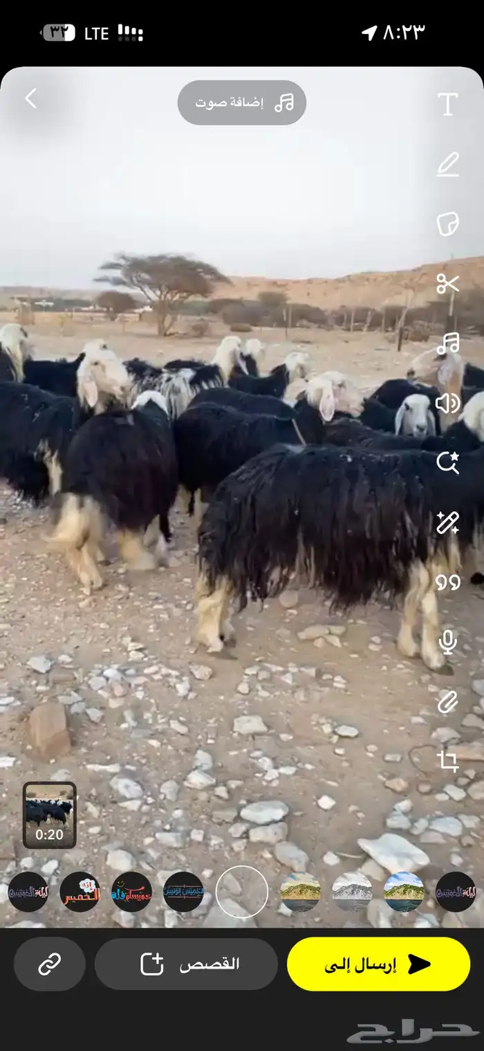 نجد صنف طيبه مراح واحد 31