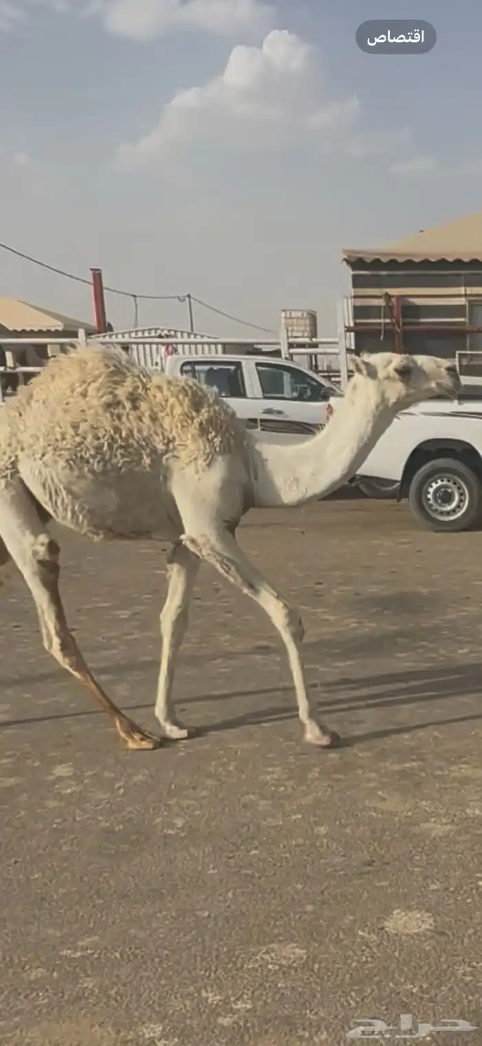 البيع القحه معه قعود مكسب عل والده 2