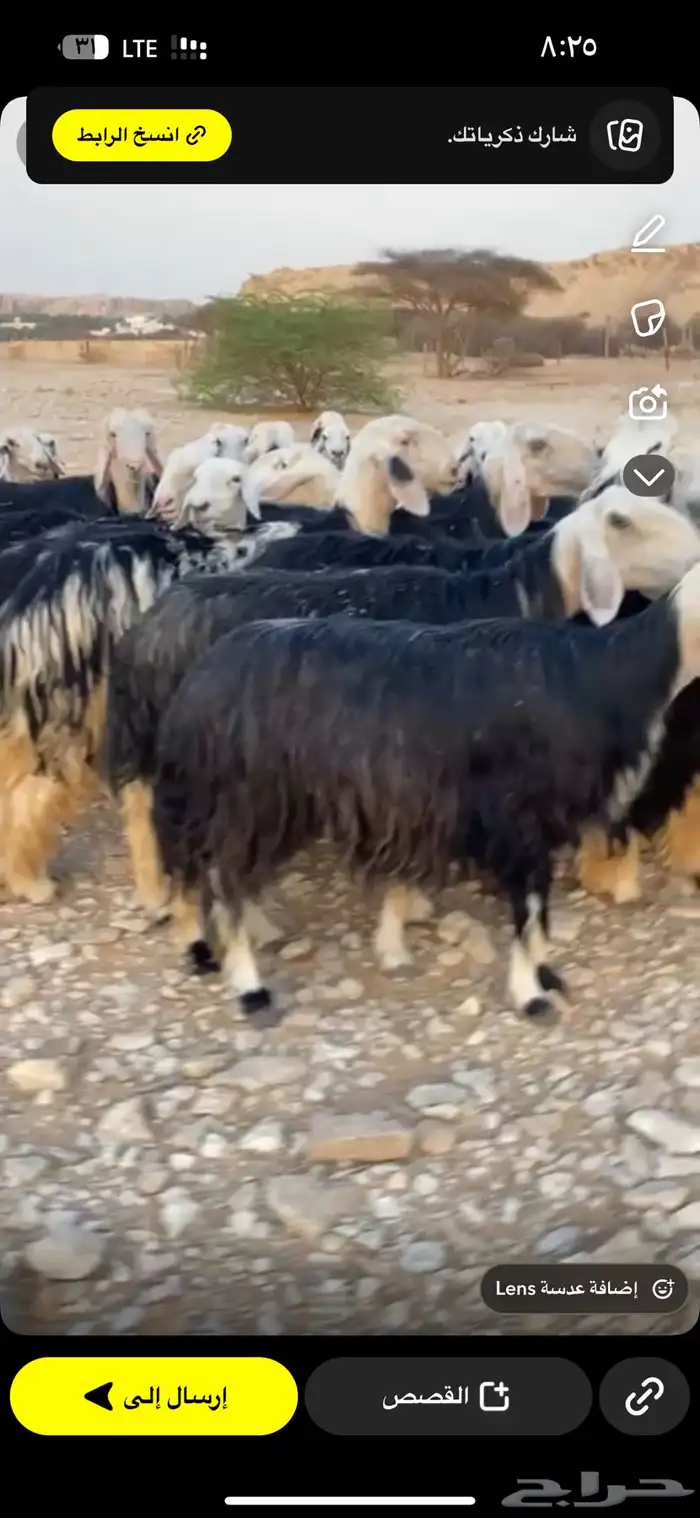 نجد صنف طيبه مراح واحد 10