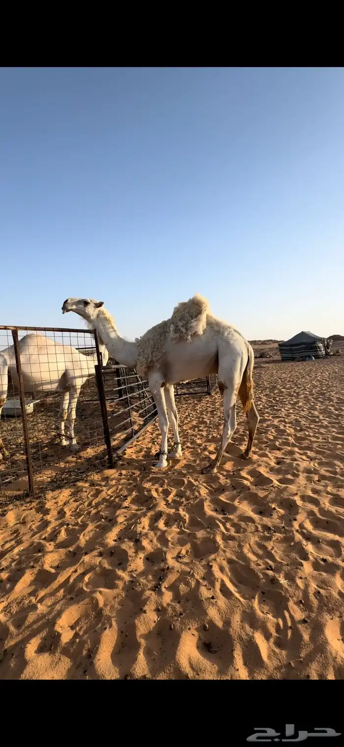 قعود أوضح فحل جمل 0