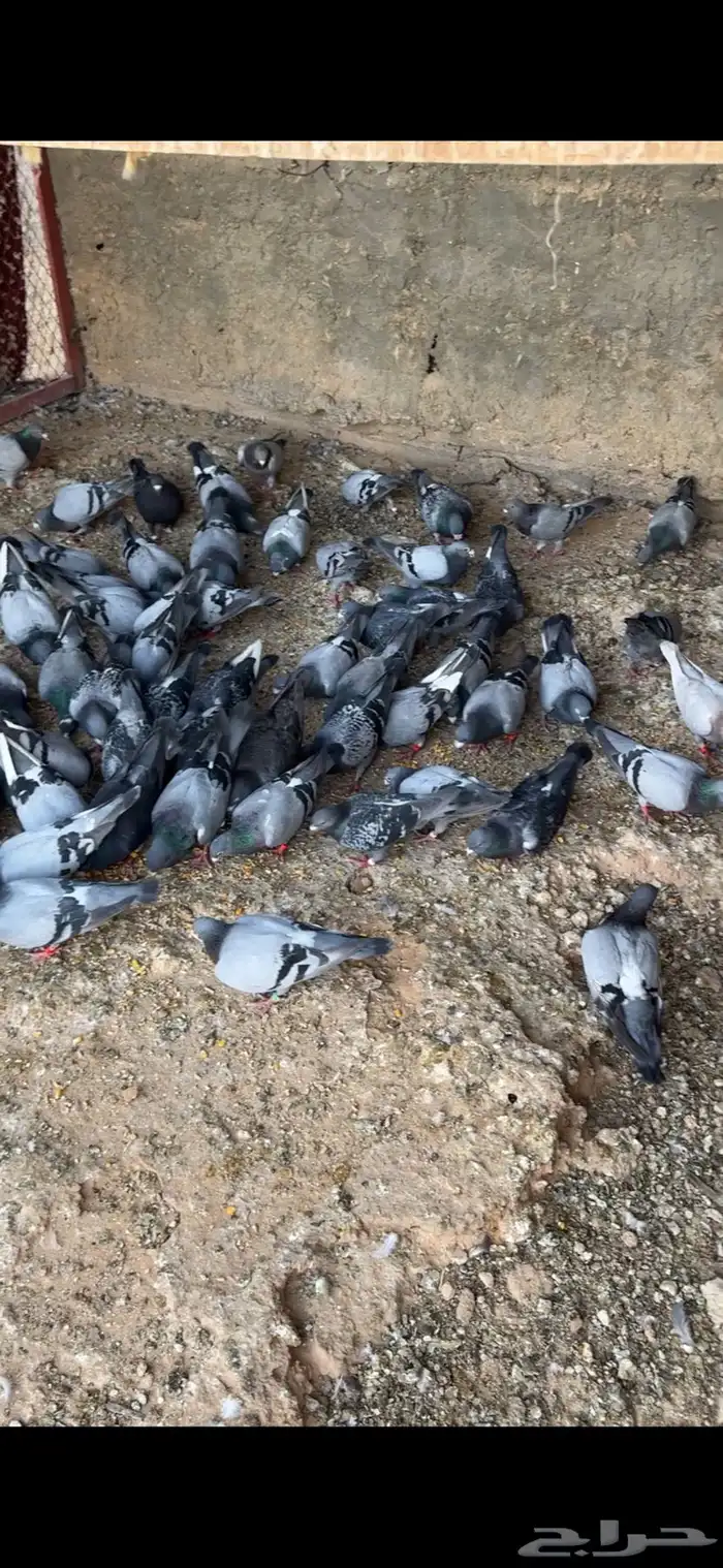 زاجل حمام زاجل العدد حوالي 40 جوز الانتاج 90  الصحه شرط 0