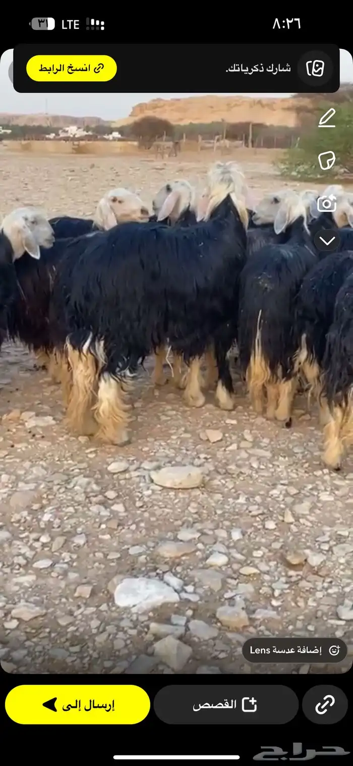 نجد صنف طيبه مراح واحد 0