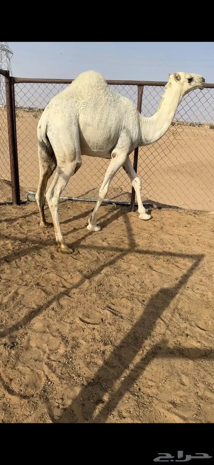 قعود فل الفل للبيع رقم الجوال 2