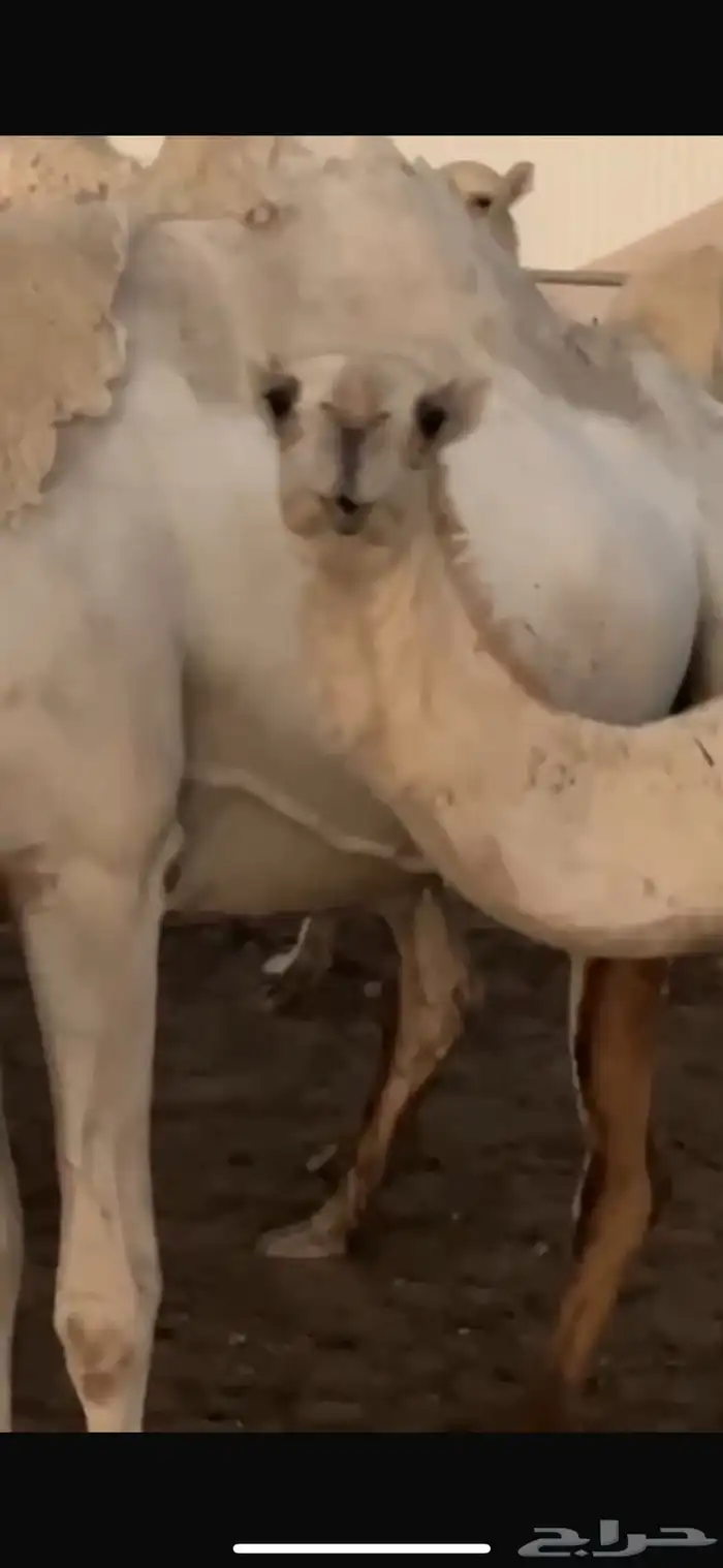 بكرا للبيع كفووو 1