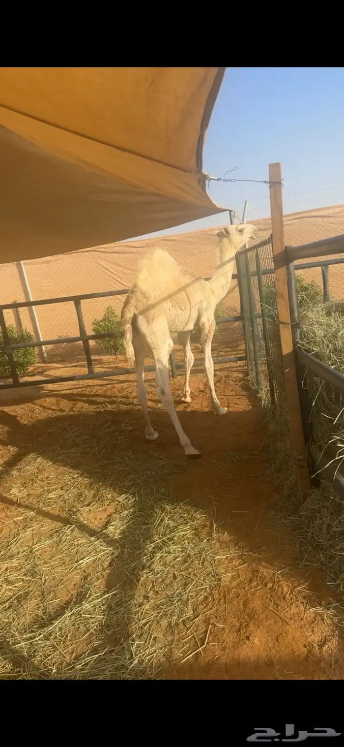 عشرا طيبه تحتها قعود 3