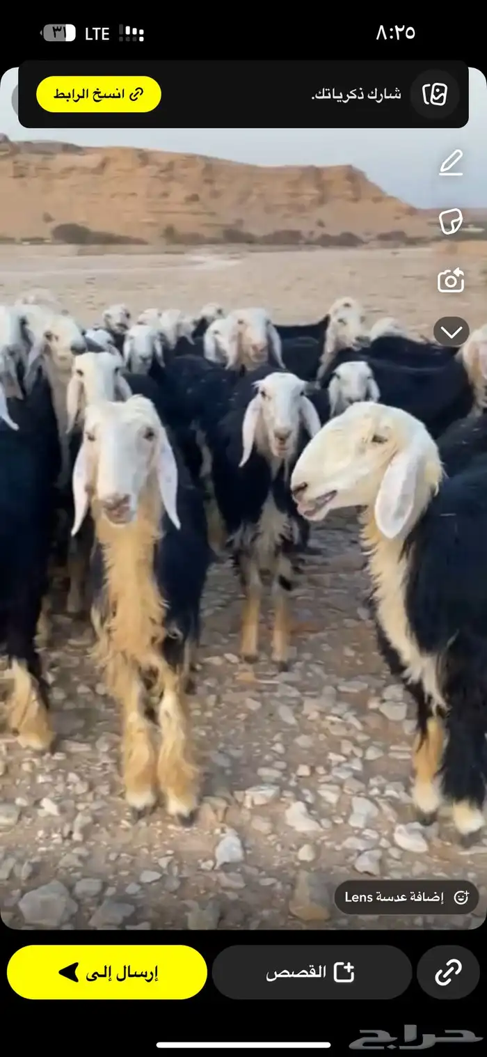نجد صنف طيبه مراح واحد 6