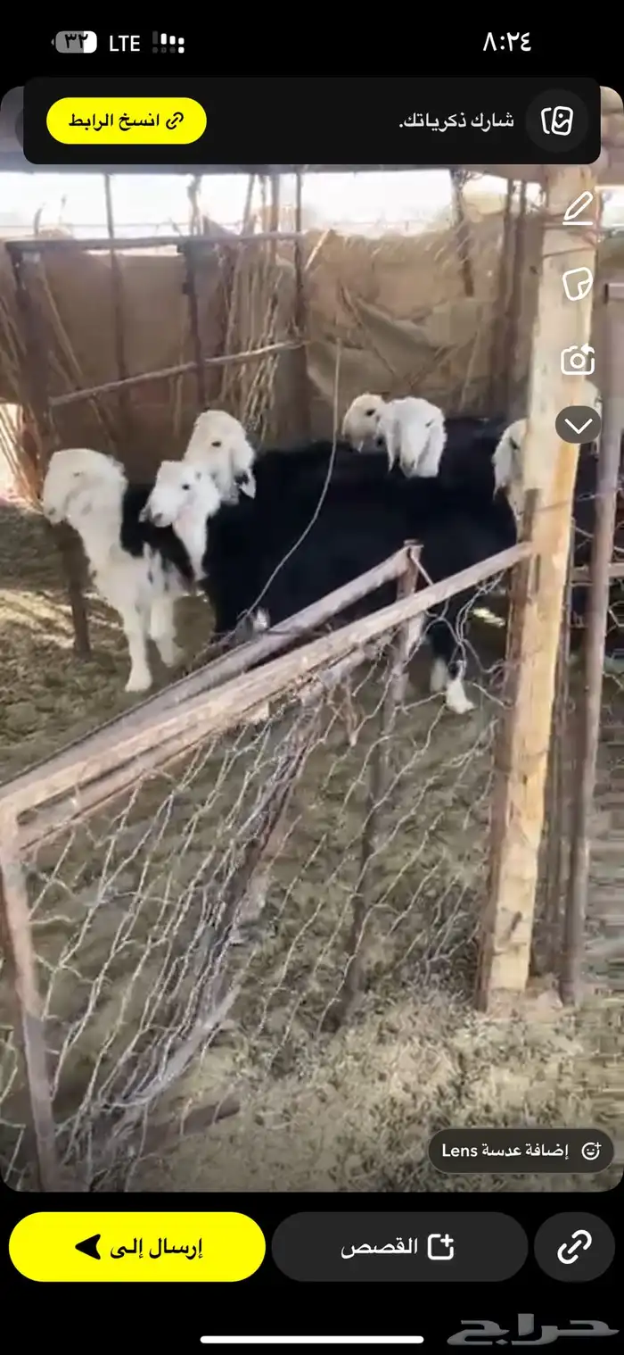 نجد صنف طيبه مراح واحد 23