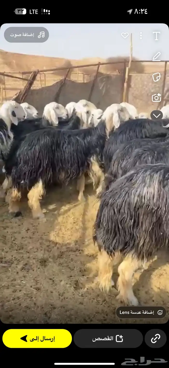 نجد صنف طيبه مراح واحد 27