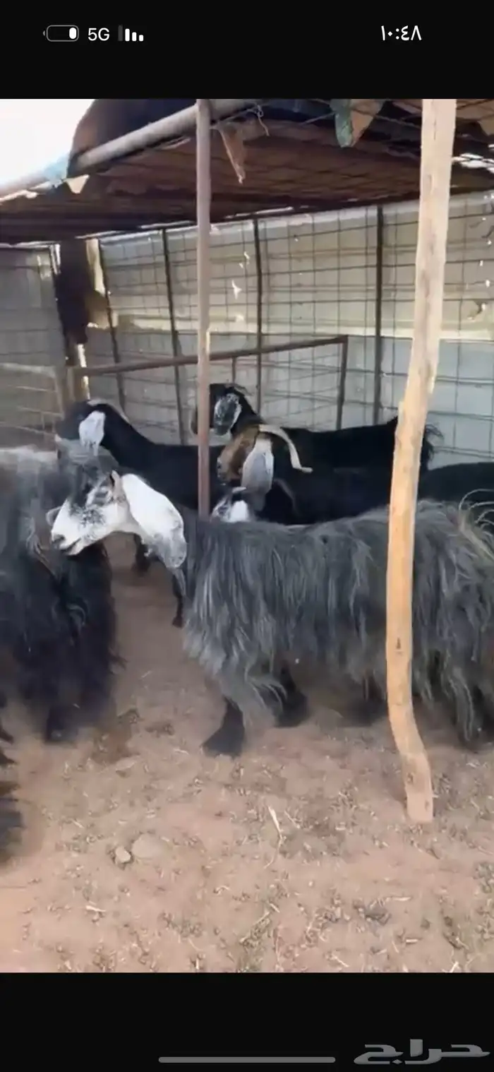 معزاء مراح شرط 5