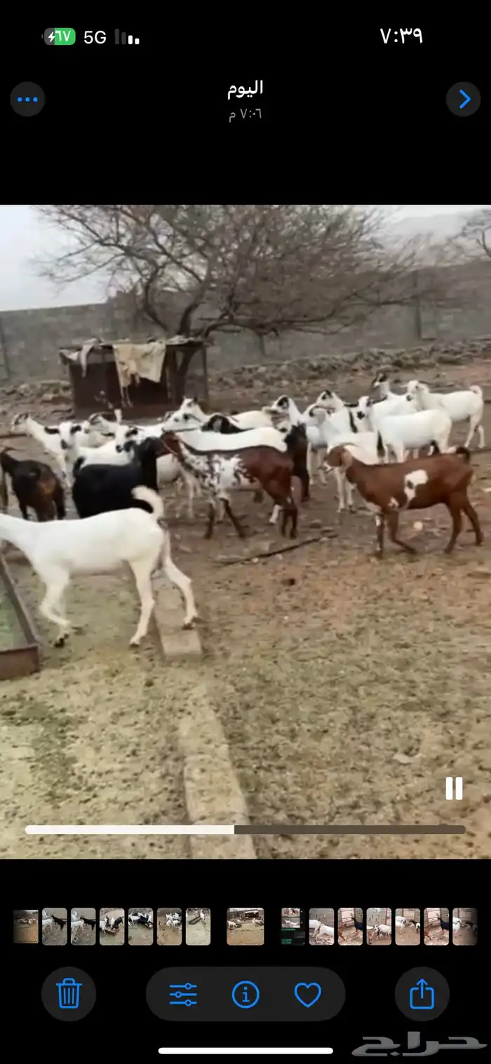 ماعز 4