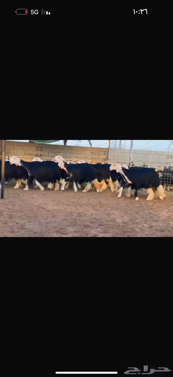 نجد فواخر ثنوات وربعيات 3