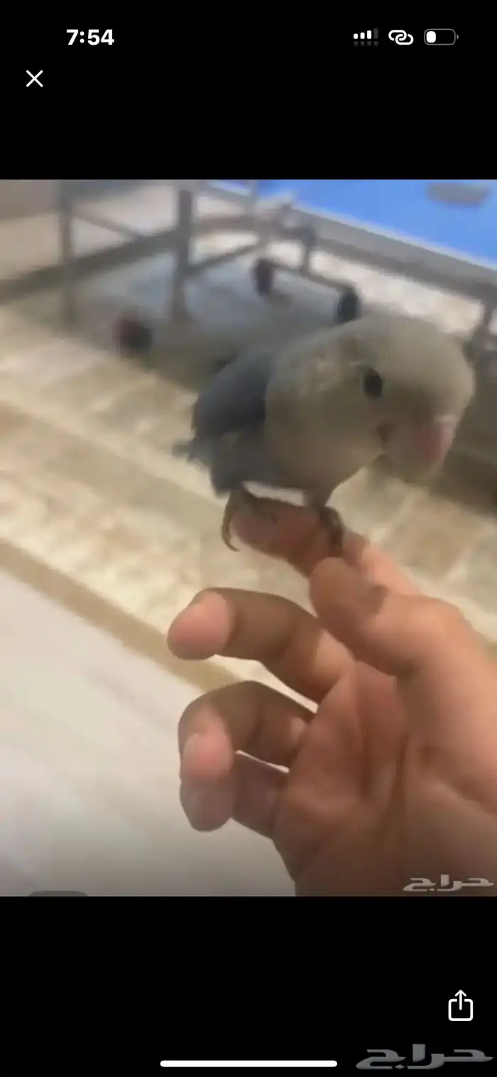 طير روز اليف البيع مستعجل 2
