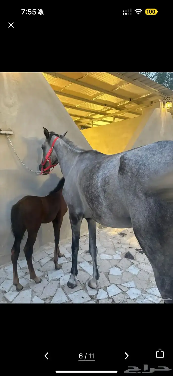 خيل شعبي مع المهره 5