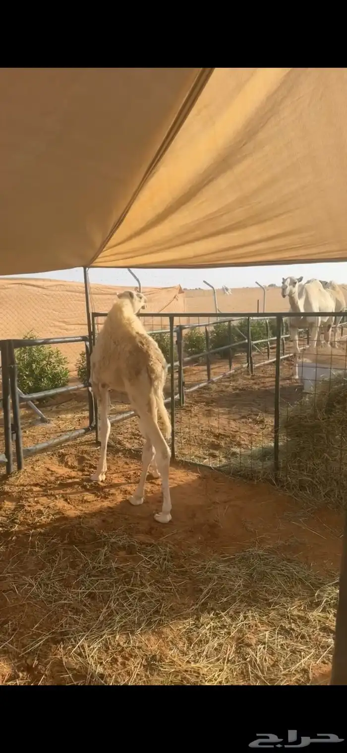 عشرا طيبه تحتها قعود 5
