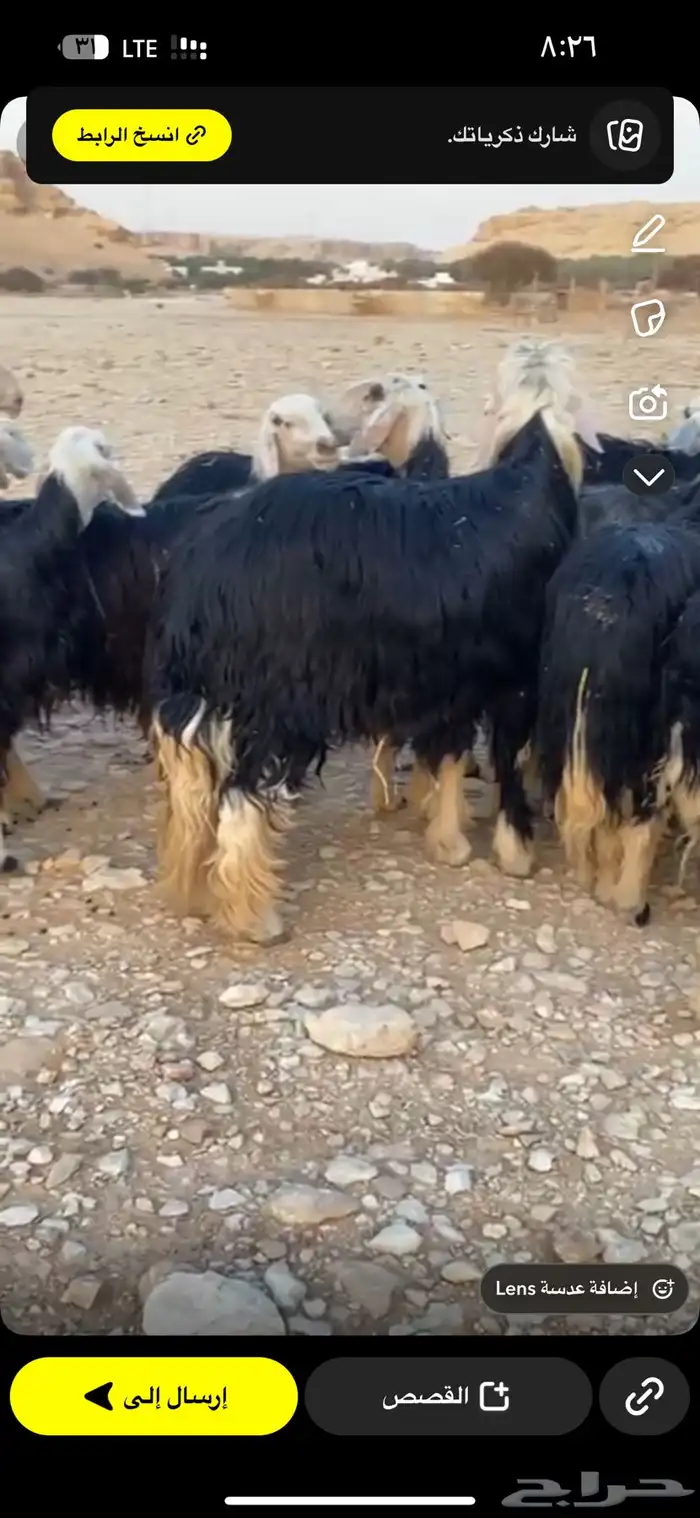 نجد صنف طيبه مراح واحد 1
