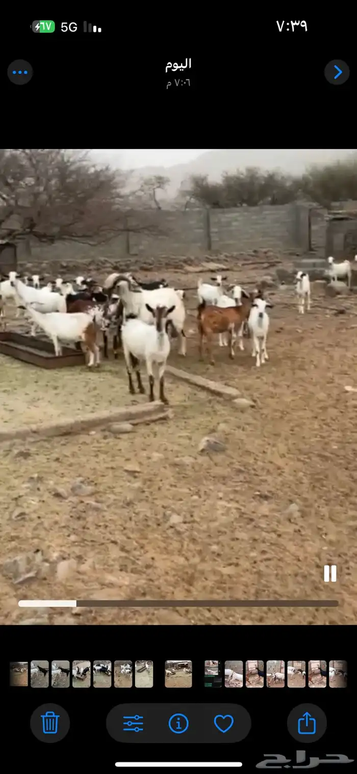 ماعز 3