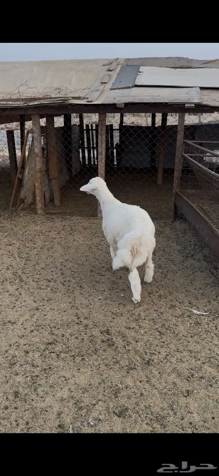 خروف لباني 1