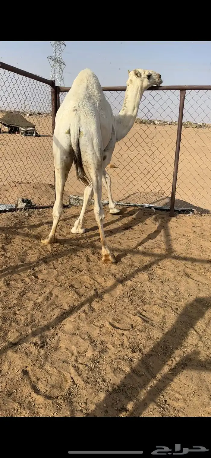 قعود فل الفل للبيع رقم الجوال 1