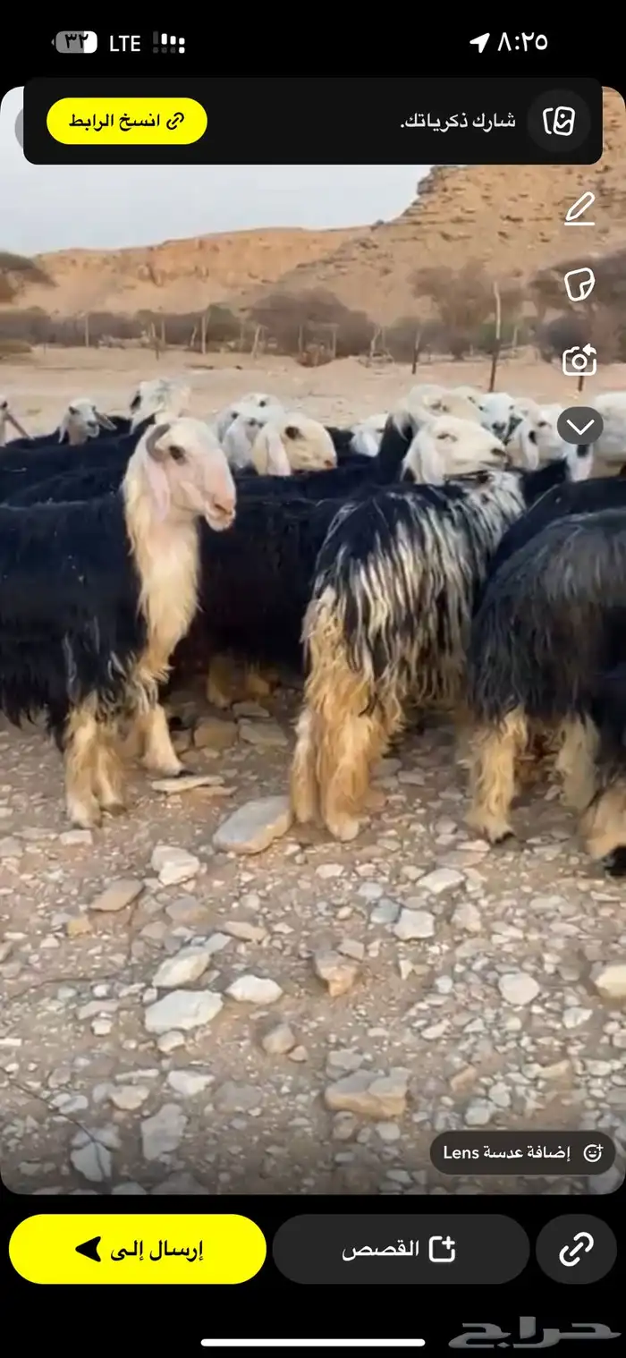 نجد صنف طيبه مراح واحد 15