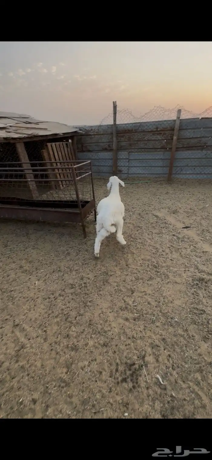 خروف لباني 2