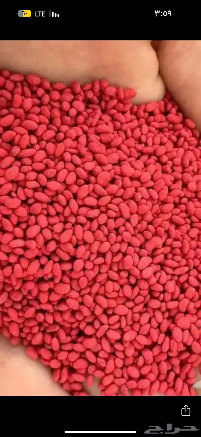 بذور برسيم كاف 101 السعر 3000ريال 2